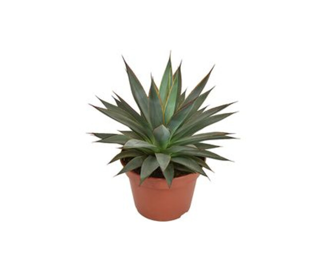 AGAVE SHAKA KOKO