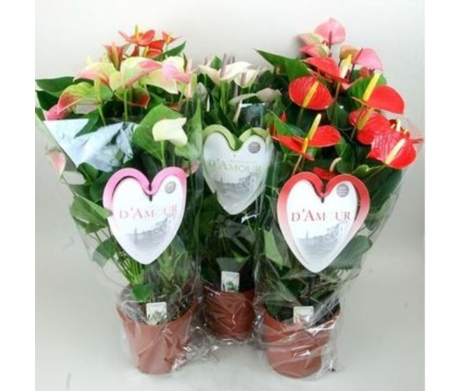 ANTHURIUM ANDRAEANUM