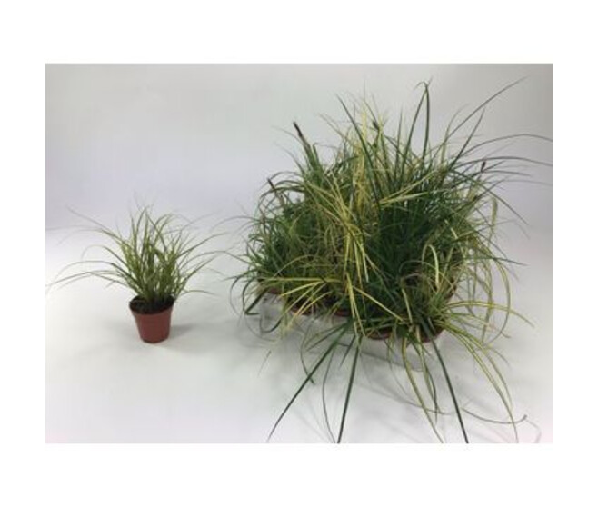 CAREX VARIES