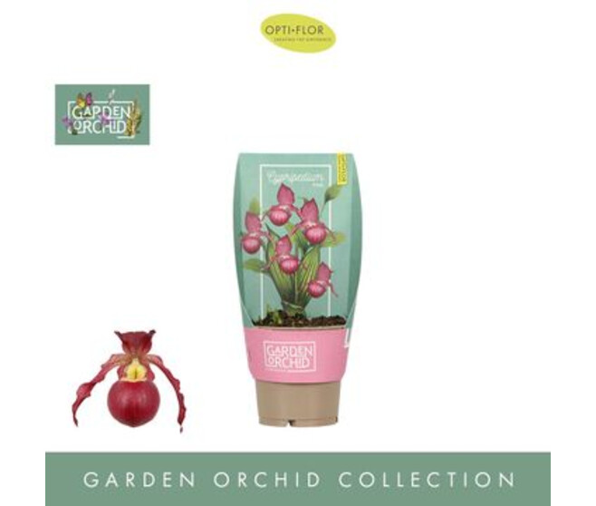 ORCHIDEE CYPRIPEDIUM 6BR