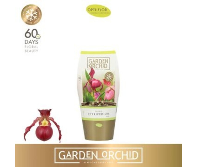 ORCHIDEE CYPRIPEDIUM 6BR
