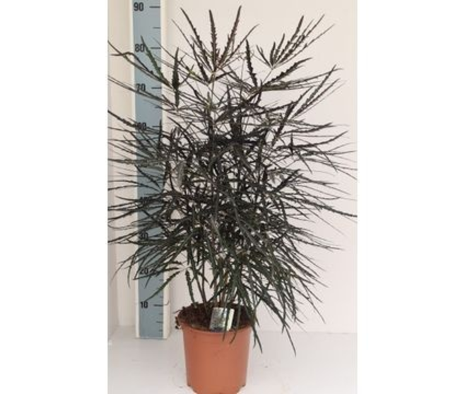 DIZYGOTHECA ELEGANTISSIMA