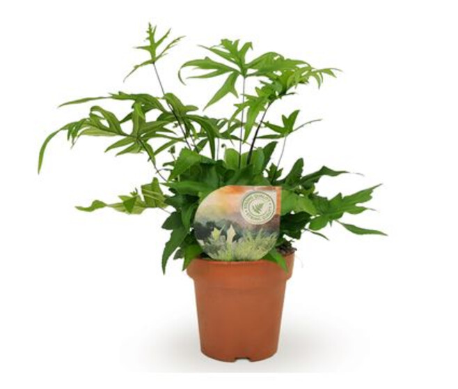 DORYOPTERIS