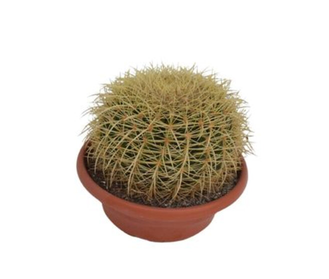 CACTUS ECHINOCACTUS GRUSONII