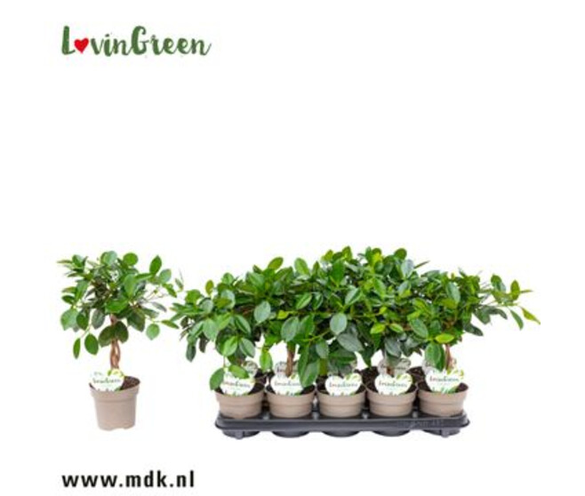 FICUS GINSENG MAYA TIGE