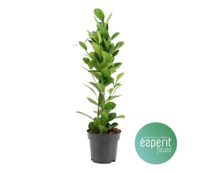 FICUS GINSENG MOCLAME