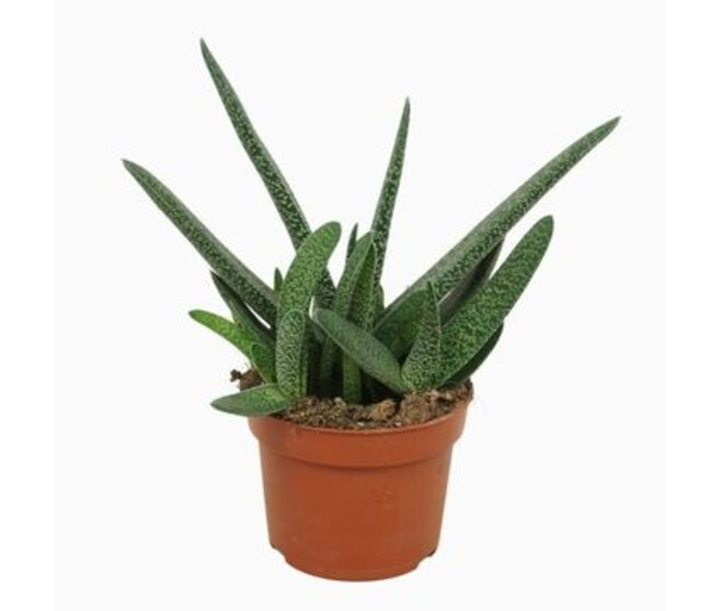 GASTERIA