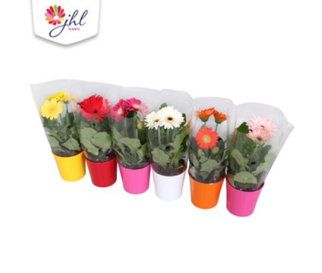 GERBERA P COLORE