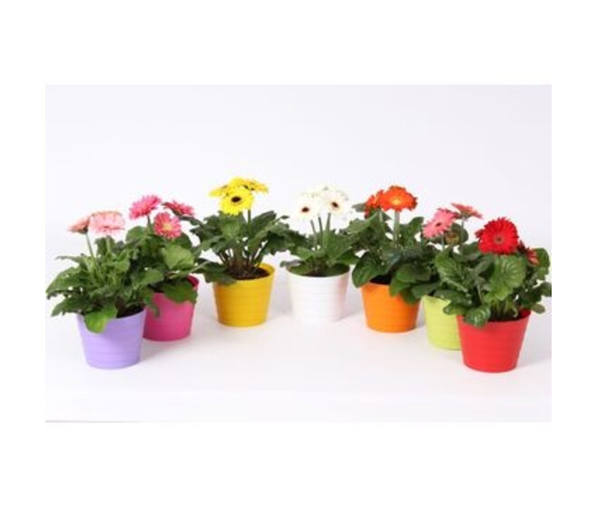 GERBERA P COLORE