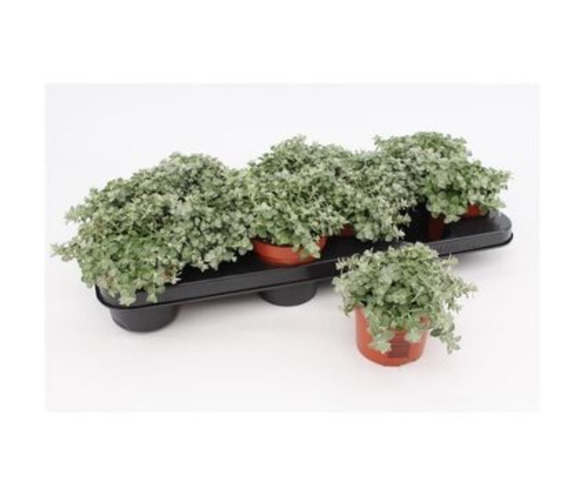 HELICHRYSUM SILVER MIST