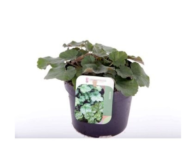 HEUCHERA VARIES CORAL FOREST