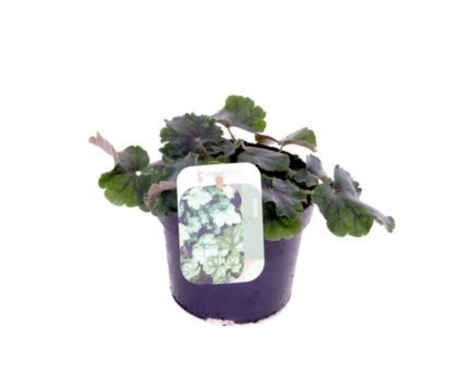 HEUCHERA VARIES CORAL FOREST