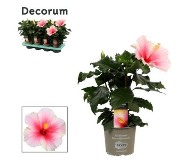 HIBISCUS GEISHA