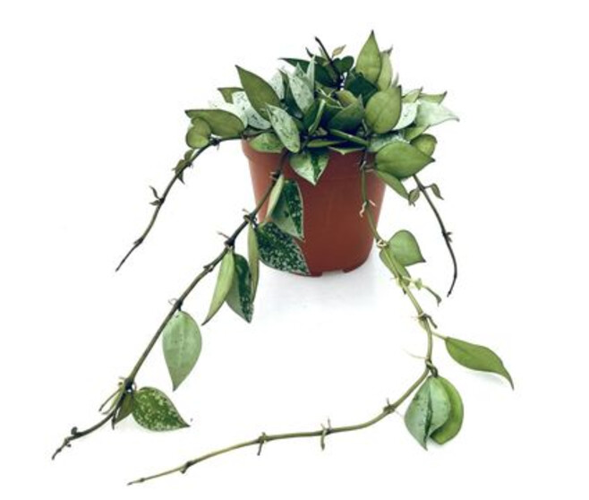 HOYA ESKIMO