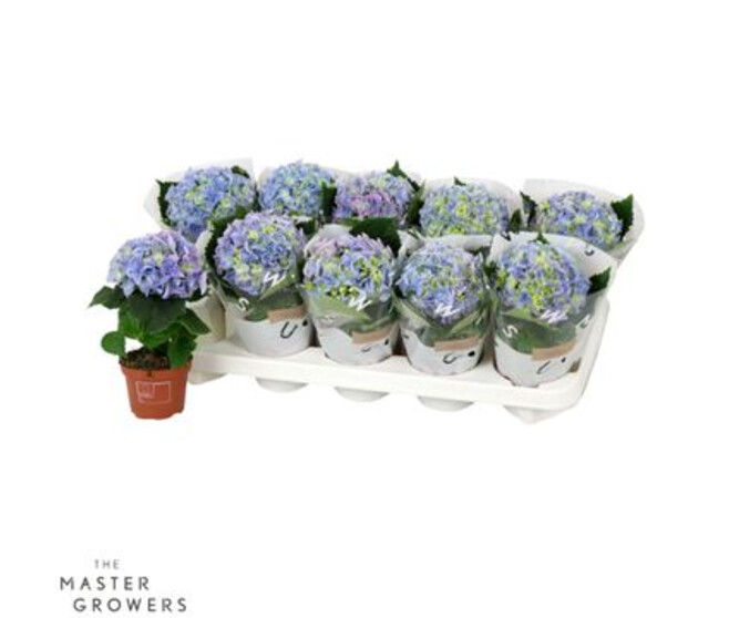 HORTENSIA 1FL EARLY BLEU