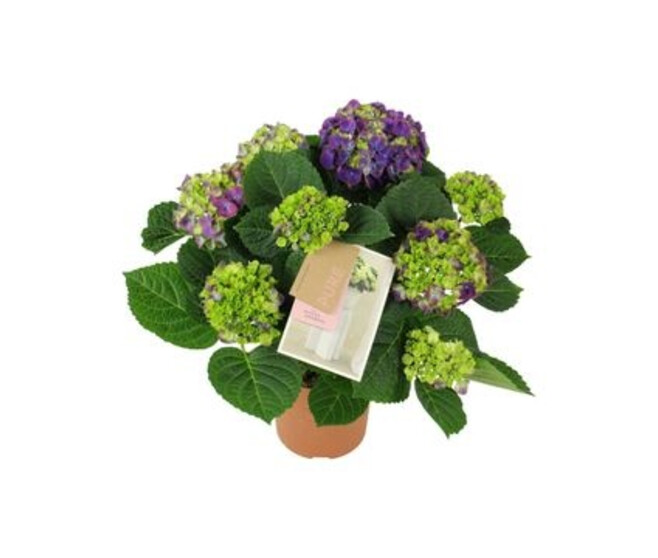 HORTENSIA 5FL NINGBO