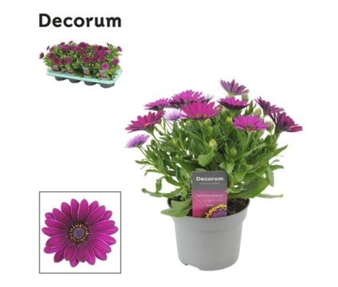 OSTEOSPERMUM DEED PURPLE