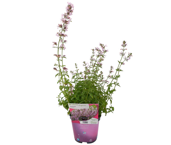 NEPETA AMELIA