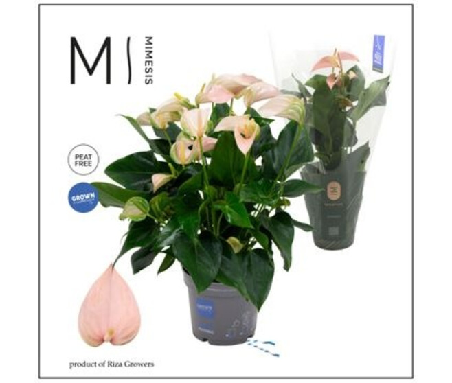 ANTHURIUM ANDREANUM JOLI ROSE