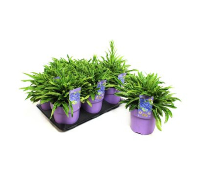 CAMPANULE TAKION BLUE
