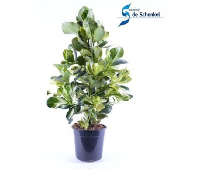 CLUSIA WHITE STAR