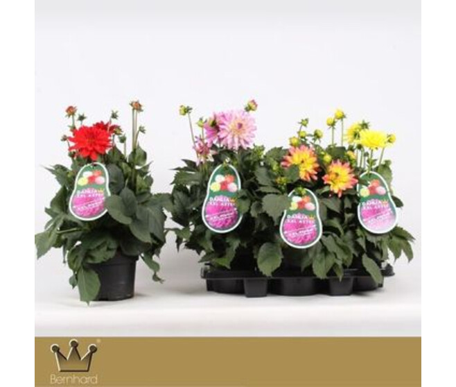 DAHLIA AZTEC XXL