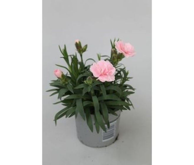 OEILLET OSCAR ROSE CLAIR