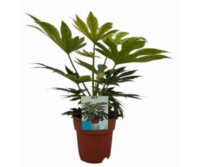 ARALIA SPIDERWEB