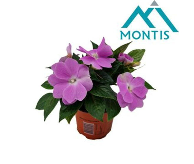IMPATIENS GUINEE ROSE CLAIR