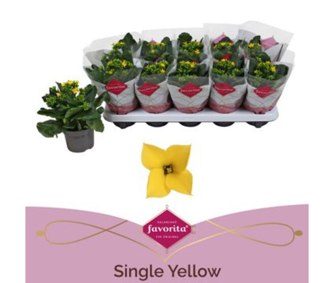 KALANCHOE JAUNE