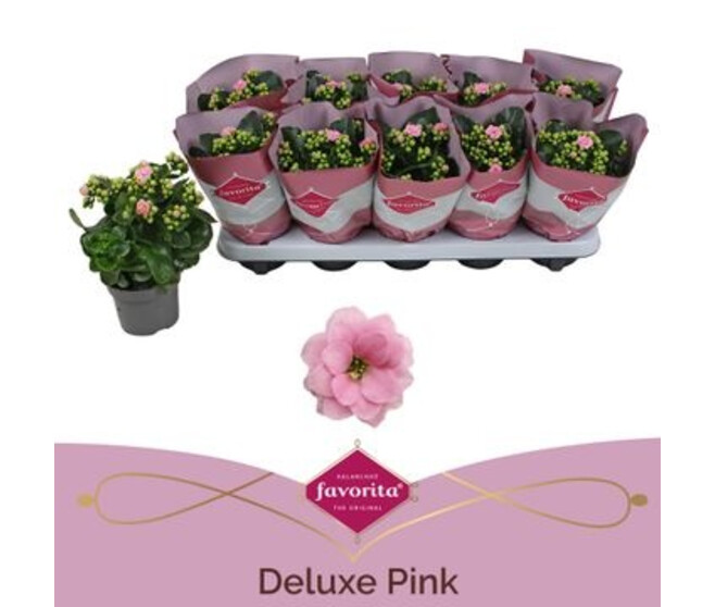KALANCHOE FL DBLE ROSE