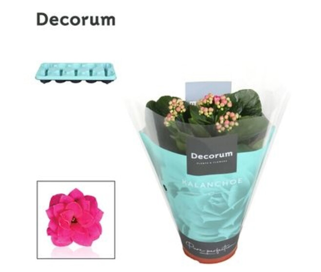 KALANCHOE FL DBLE PURPLE