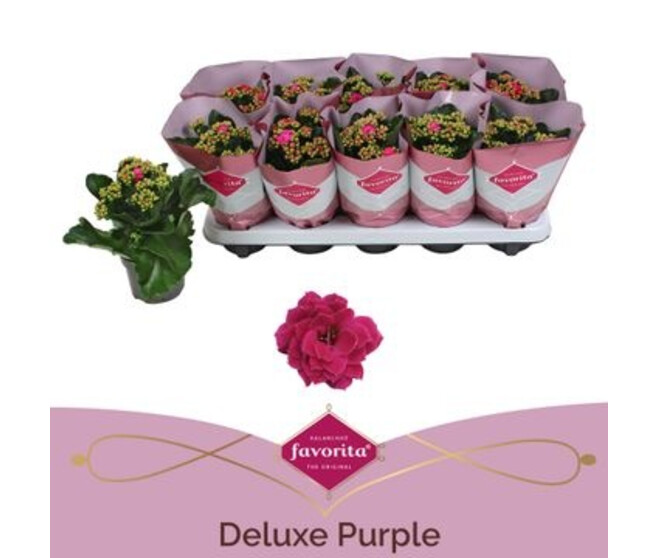 KALANCHOE FL DBLE PURPLE
