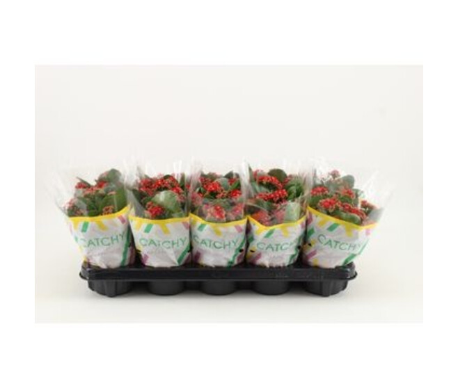 KALANCHOE FL DBLE ROUGE