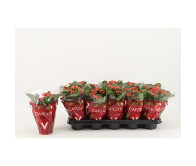 KALANCHOE FL DBLE ROUGE