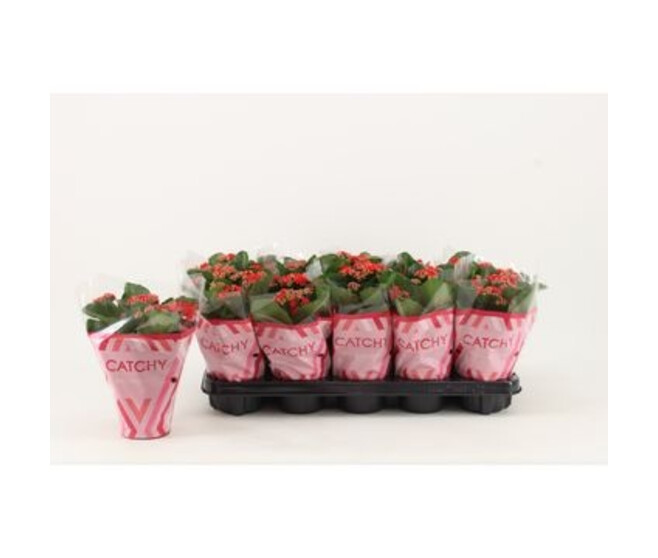 KALANCHOE FL DBLE ROUGE