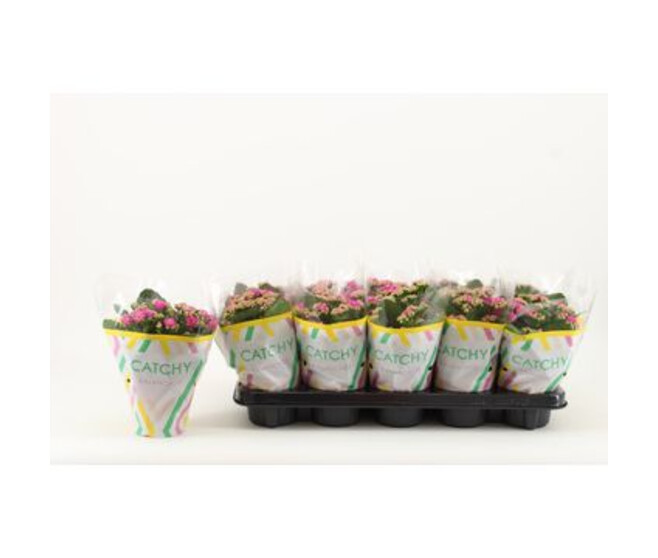 KALANCHOE FL DBLE MAUVE