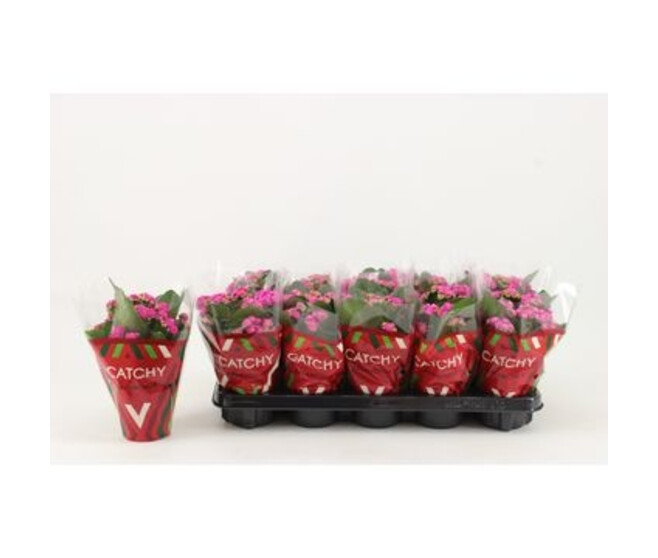 KALANCHOE FL DBLE MAUVE