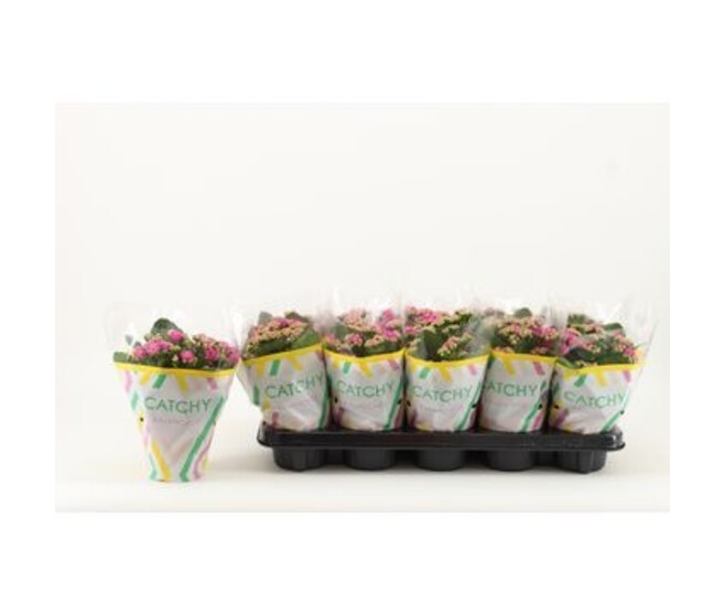 KALANCHOE FL DBLE MAUVE