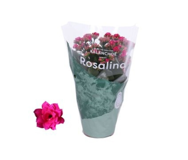 KALANCHOE FL DBLE ROSE