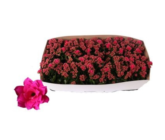 KALANCHOE FL DBLE ROSE