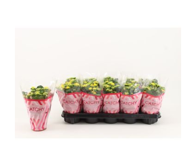 KALANCHOE FL DBLE JAUNE