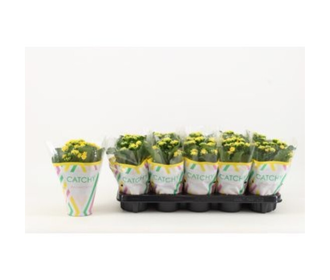 KALANCHOE FL DBLE JAUNE
