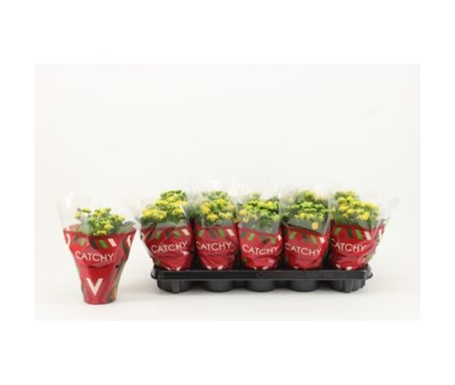 KALANCHOE FL DBLE JAUNE