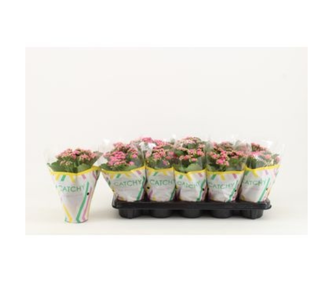 KALANCHOE FL DBLE ROSE