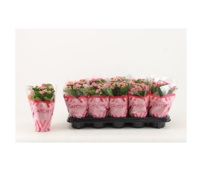 KALANCHOE FL DBLE ROSE