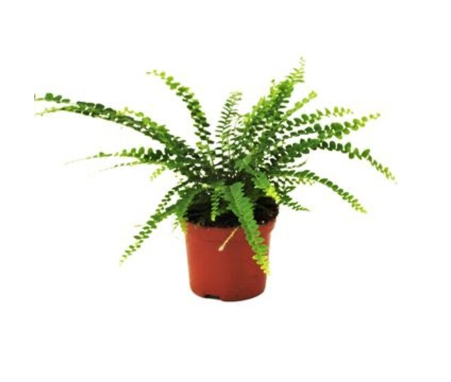 NEPHROLEPIS DUFFII
