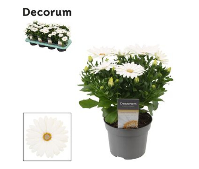 OSTEOSPERMUM BLANC