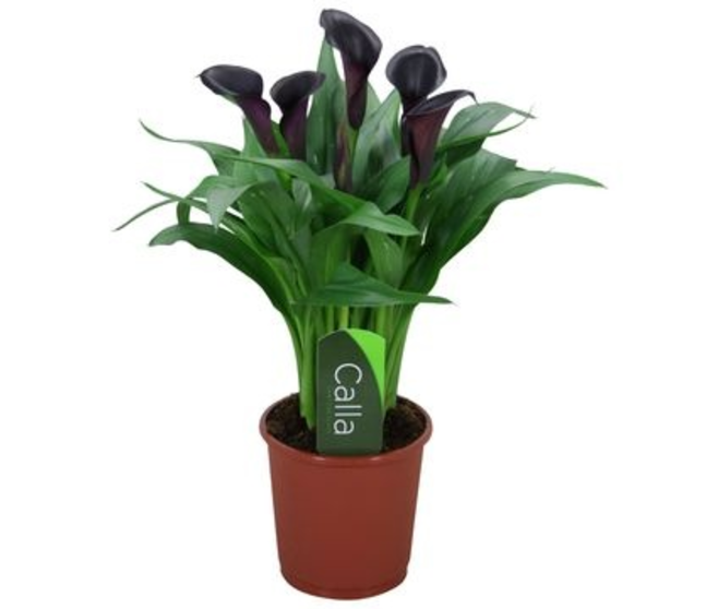ARUM NOIR