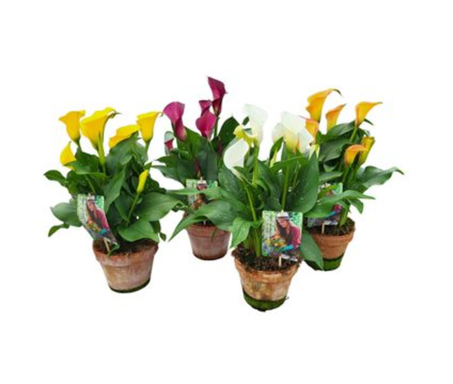 ARUM VARIES P TERRE